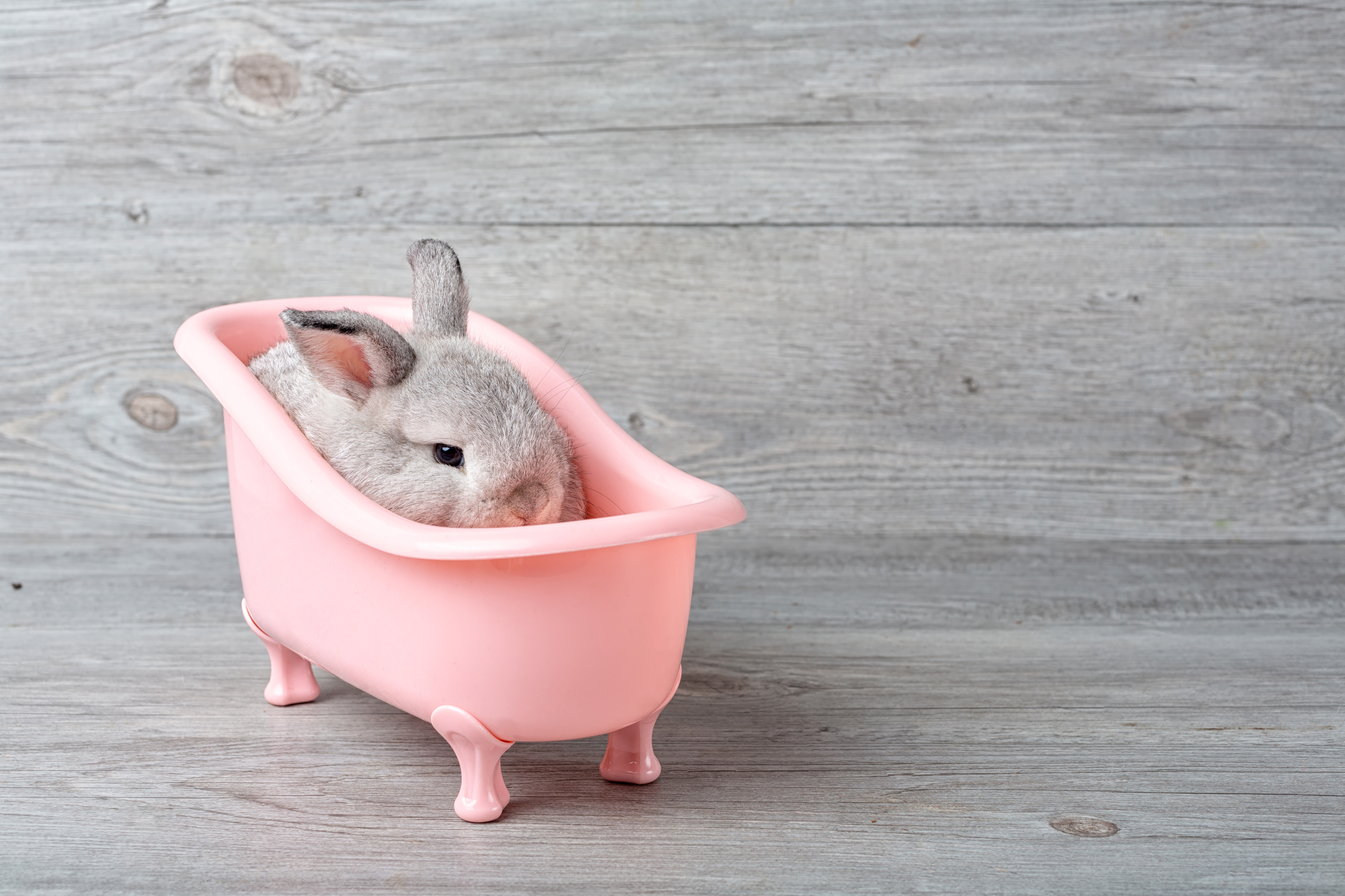 bunny bathing