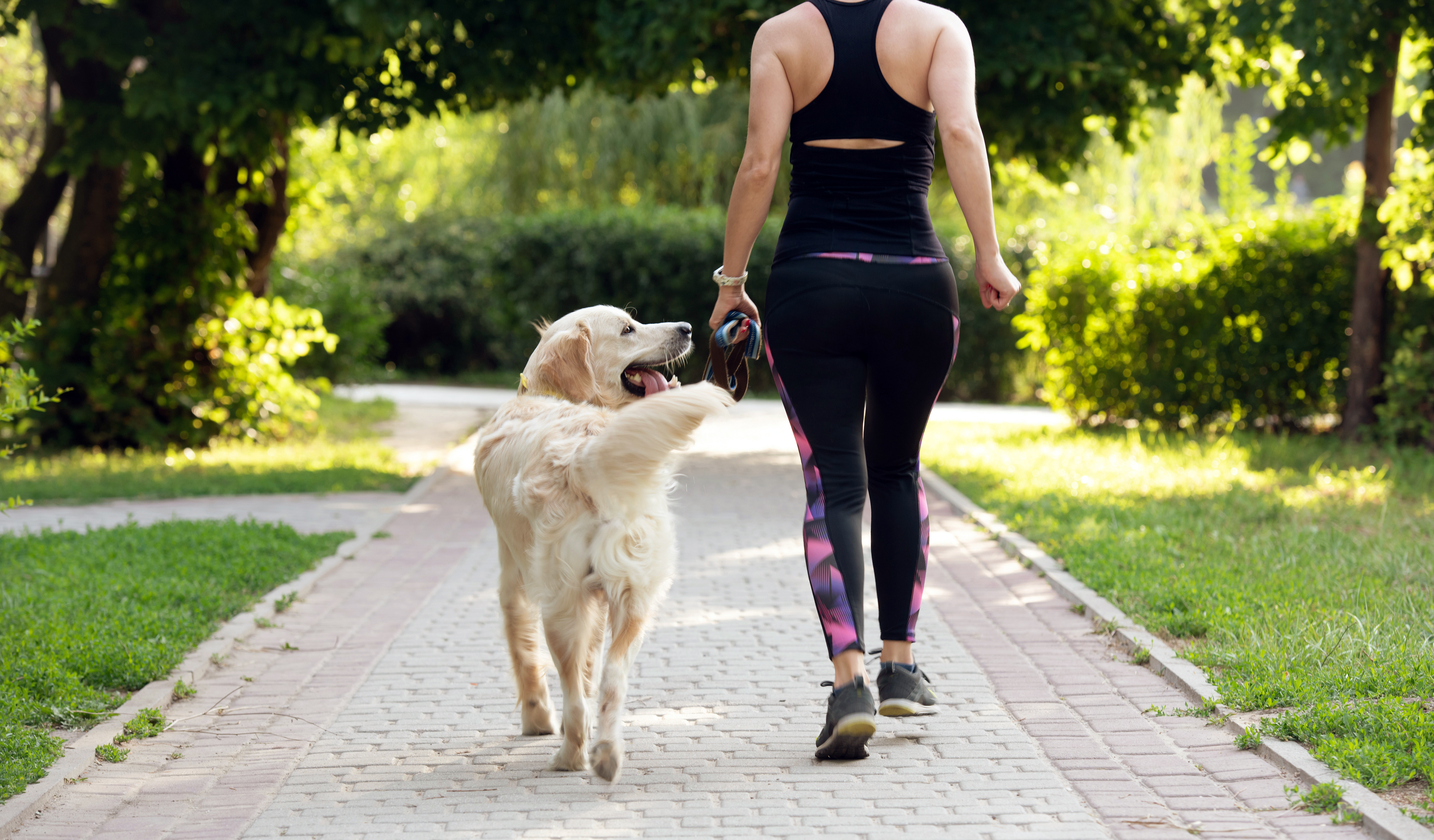 owner walking dog